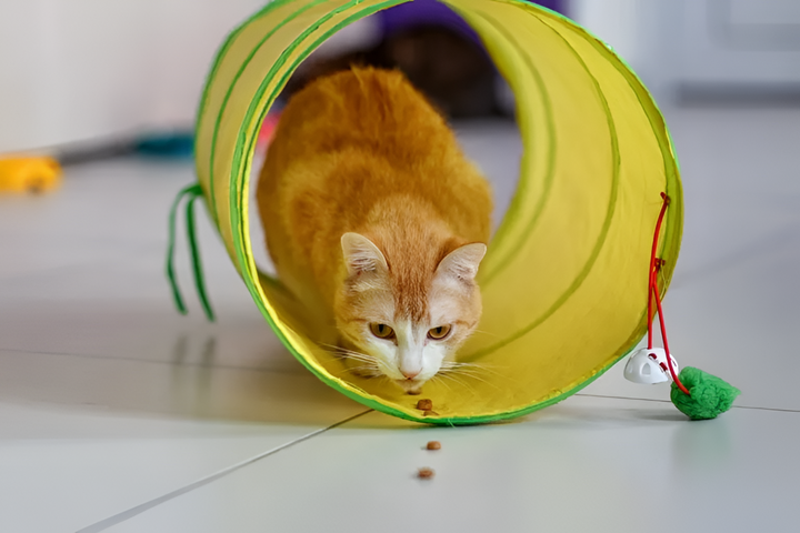 Benefits of Interactive Pet Toys
