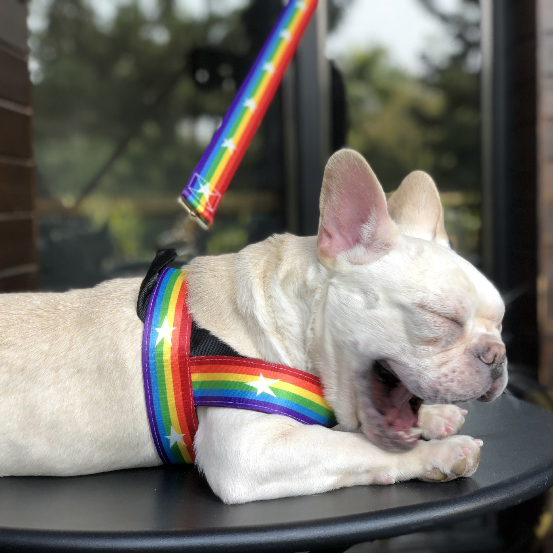 Pet Rainbow Chain Cool Walking Leash