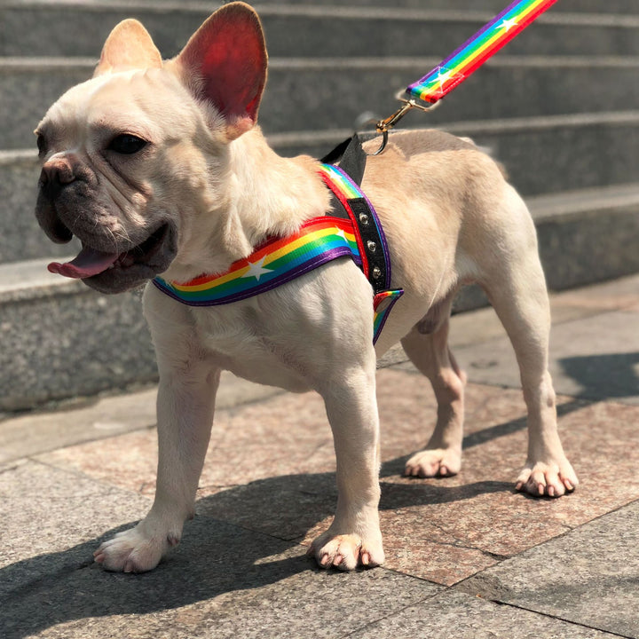 Pet Rainbow Chain Cool Walking Leash