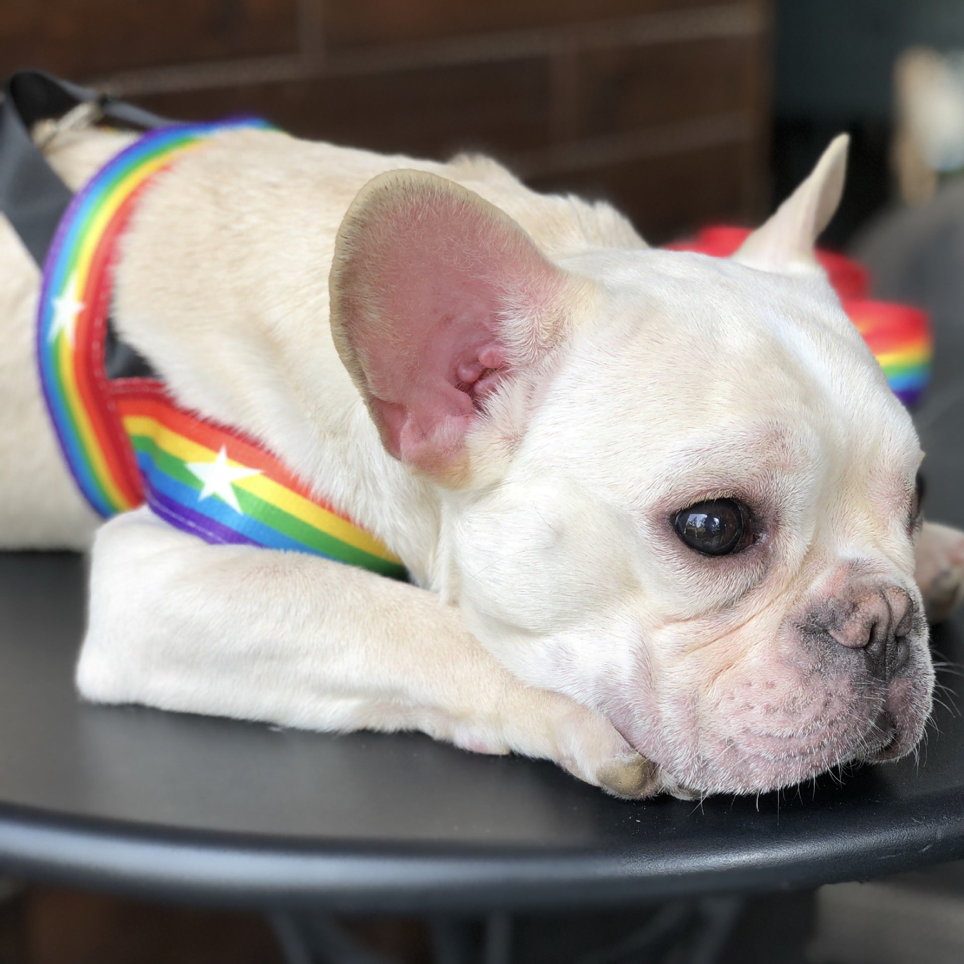 Pet Rainbow Chain Cool Walking Leash