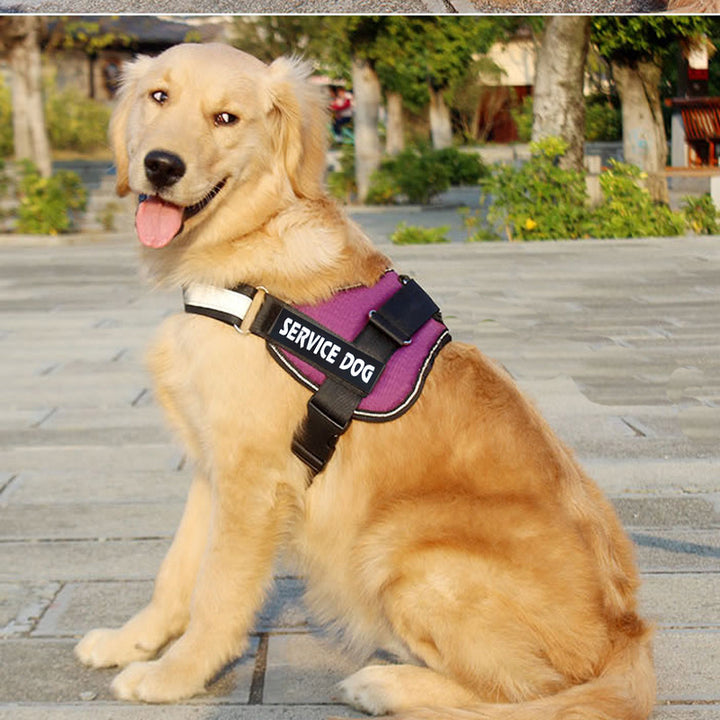 Pet Harness Leash Adjustable Training Walking Set