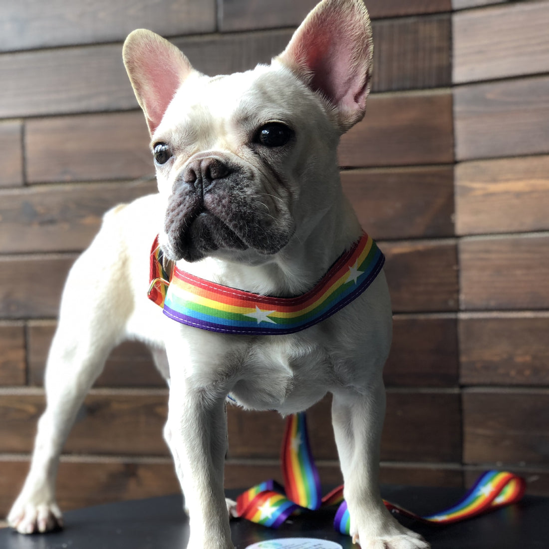 Pet Rainbow Chain Cool Walking Leash