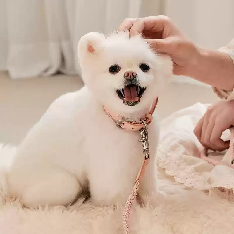 Pet Leather Collar Handheld Rope Walking Leash Set