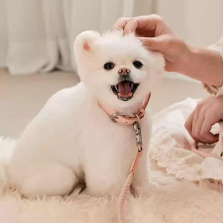 Pet Leather Collar Handheld Rope Walking Leash Set