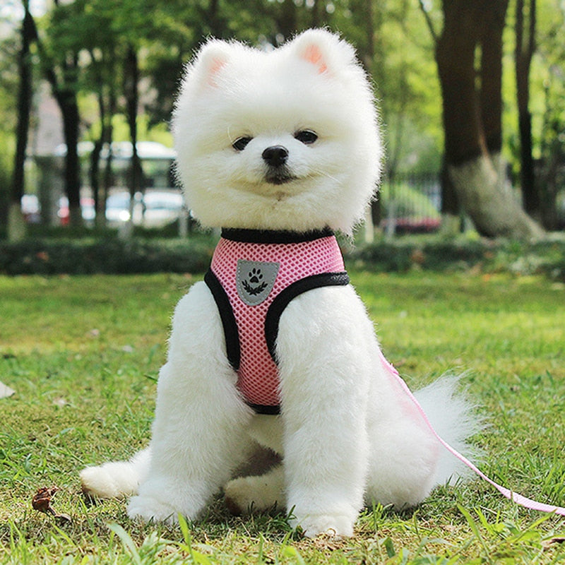 Pet Car Seat Belt Adjustable Safety Leash