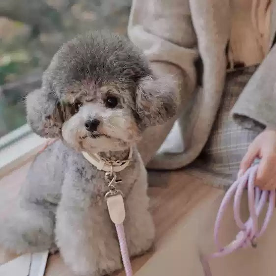 Pet Leather Collar Handheld Rope Walking Leash Set