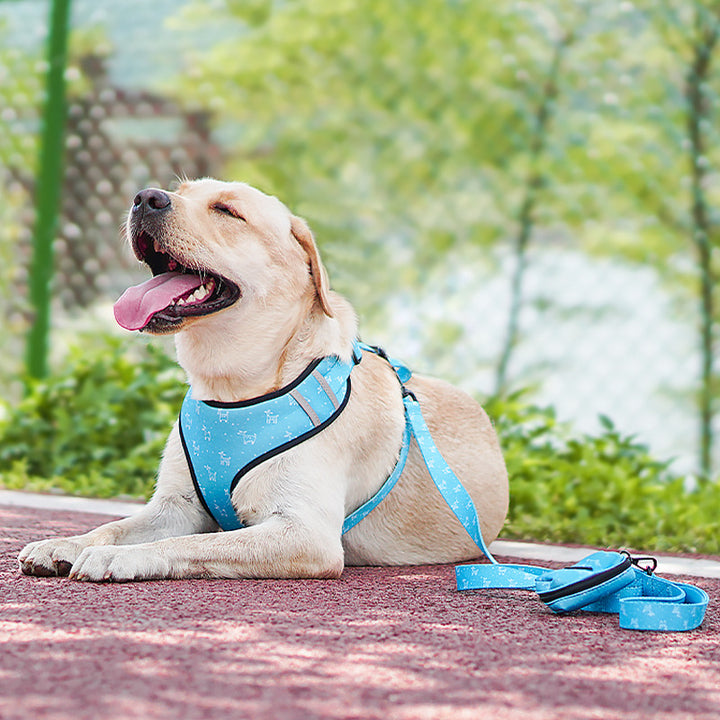 Pet Bow Harness Adjustable Walking Leash Set