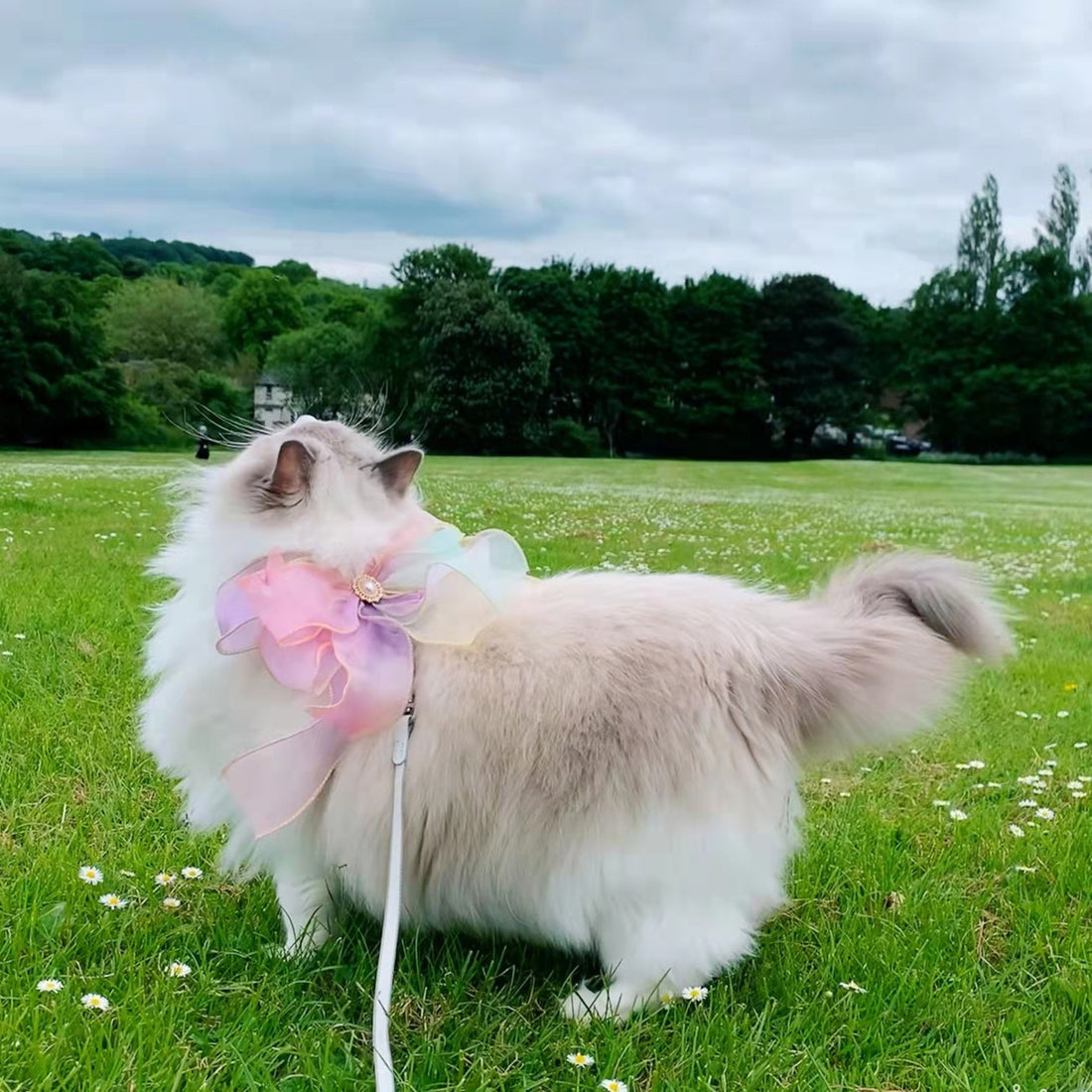 Pet Retractable Butterfly Leash Anti Escape Walking Lead