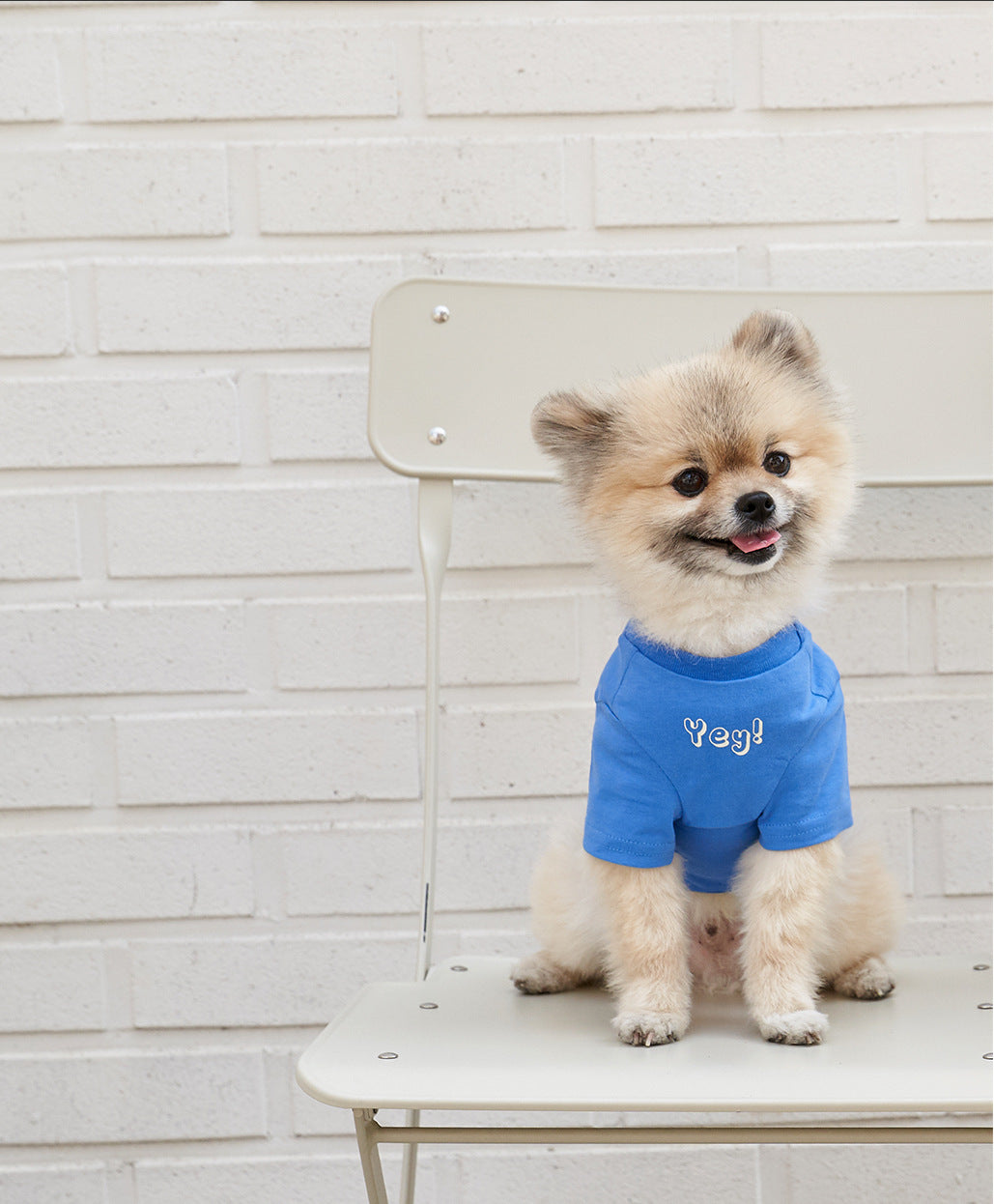 Pet Korean Style Cotton Color Print Short Sleeve T-Shirt
